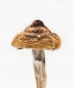 b mushroom uk